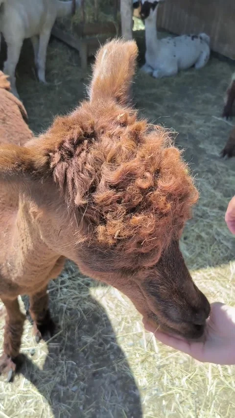 Hand Feeding Cute Brown Alpaca At Eco Farm Close Up Extreme Macro Shot Stock Footage 340256059