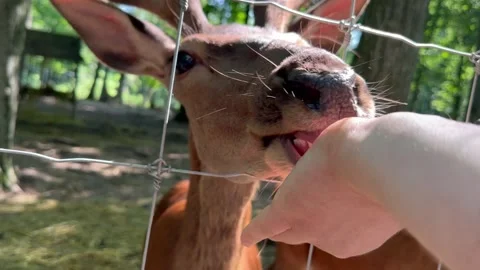 Hand feeding deer Stock Footage 246635327