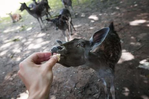 Hand Feeding Deer Stock Photos