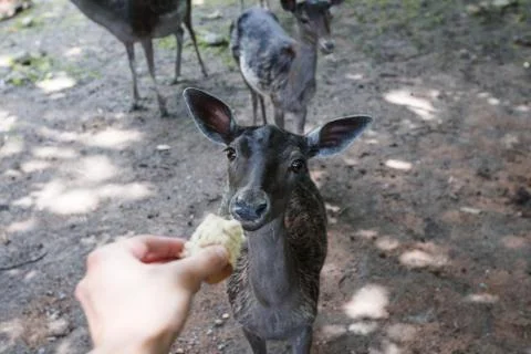 Hand Feeding Deer Stock Photos