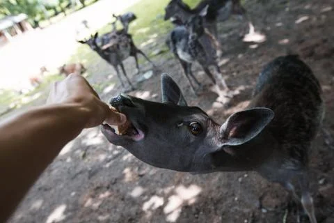 Hand Feeding Deer Stock Photos