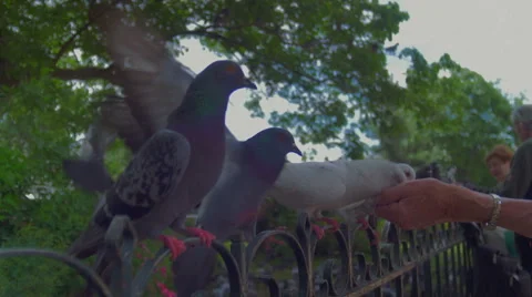 Hand feeding doves 스톡 동영상 41548233