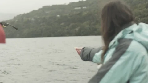 Hand Feeding Duck in Slow motion Vídeo Stock 79062341