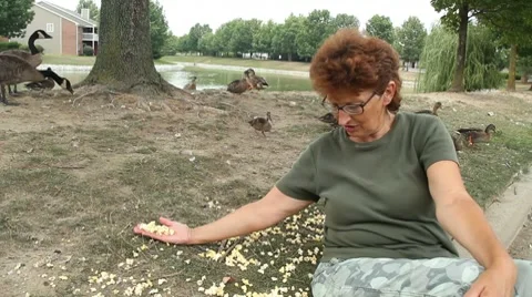 Hand feeding the ducks 動画素材 8545387