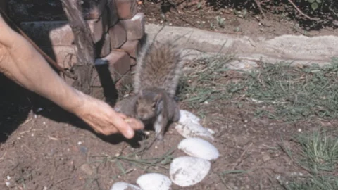 Hand Feeding Eastern Gray Squirrel in New York City Garden 1960s Stock Footage 339187591