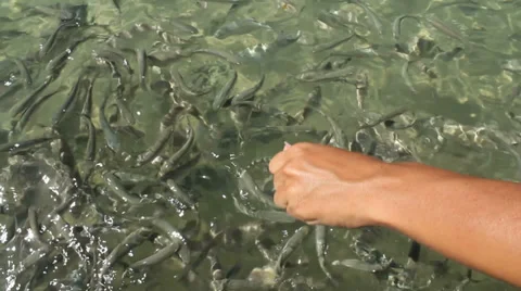 Hand feeding fish Stock Footage 37889181