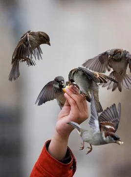 Hand feeding flock of sparrows in flight, close-up action Stock Photos
