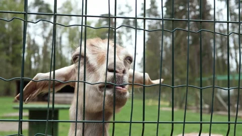Hand feeding friendly goat through wire fence, offering carrot slice near sunlit Vidéo 307994281