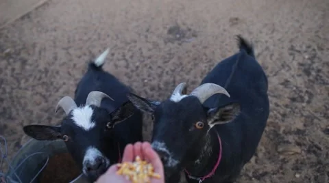 Hand Feeding Goats Corn Stock Footage 66484620
