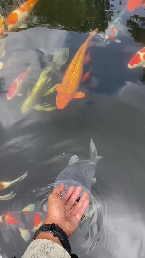 Hand Feeding Koi Fish Stockbeeldmateriaal 310041939