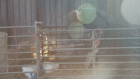 Hand feeding Lambs Stock Footage 98698912