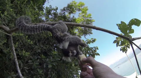Hand Feeding monkeys Stock Footage 34492648