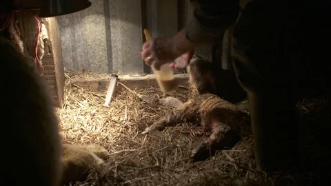 Hand feeding a newborn Lamb Stock Footage 98699237