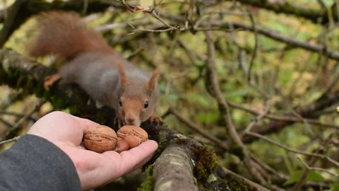 Hand feeding Norwegian wild Red Squirrel 2 Stock Footage 141443953