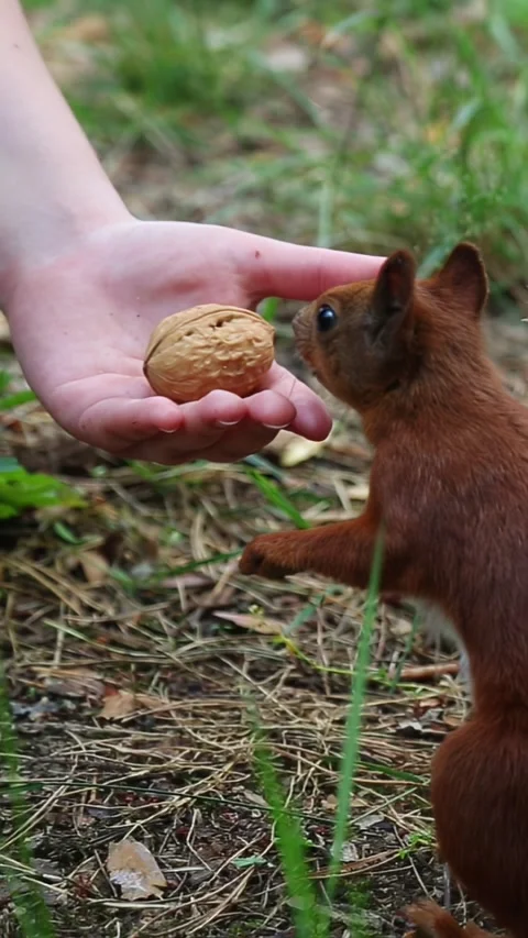 Hand feeding nuts to friendly brown squirrel in park setting Video stock 314137561