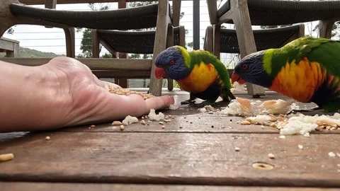 Hand-feeding peaceful Rainbow Lorikeets Stock Footage 337108308