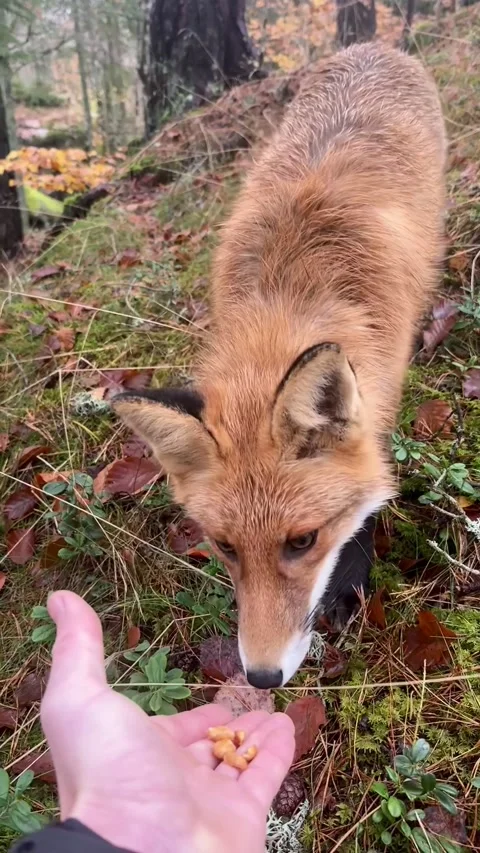 Hand Feeding Peanuts to a Wild Fox, Larvik, Norway - 26 Oct 2025 Stock Footage 321144198