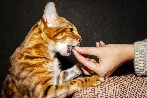 Hand feeding Stock Photos