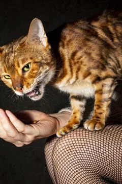 Hand feeding Stock Photos