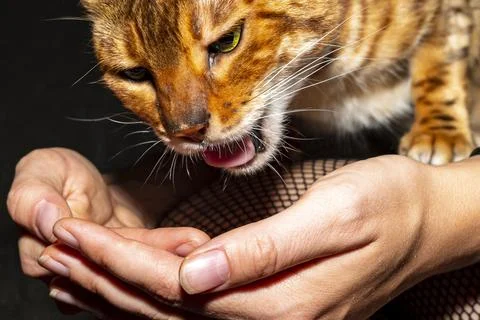 Hand feeding Stock Photos
