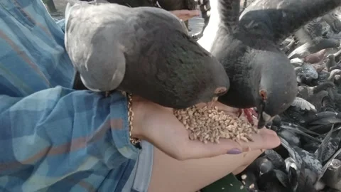 Hand Feeding Pigeons Stockbeeldmateriaal 151389605