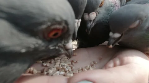 Hand Feeding Pigeons Stock-Footage 151389658