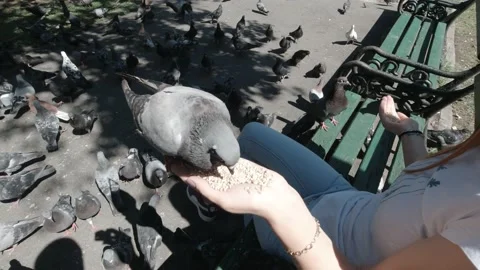  Hand Feeding Pigeons  스톡 동영상 151389758
