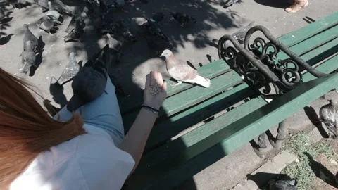  Hand Feeding Pigeons  Stock-Footage 151389801