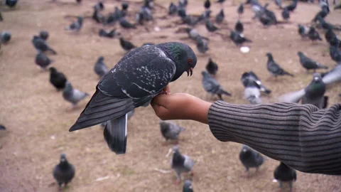Hand feeding pigeons Stock Footage 169955671