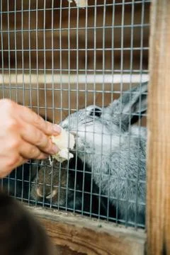 Hand feeding a rabbit Stock Photos