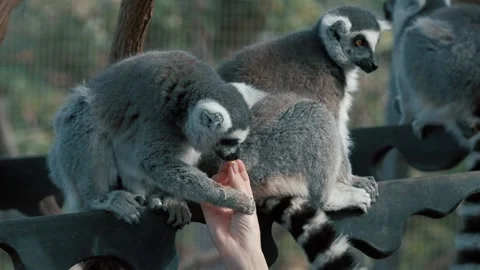 Hand is feeding a ring-tailed lemur with a long beautiful tail. Stock Footage 235857590