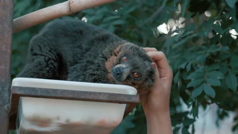 Hand is feeding a ring-tailed lemur with a long beautiful tail. Video stock 235857731