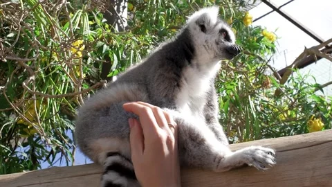 Hand is feeding a ring-tailed lemur with a long beautiful tail. Stock Footage 242608373