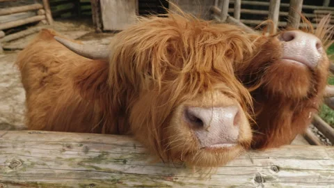 Hand-feeding Scottish cows in the paddock Stock Footage 277879077