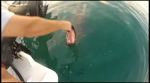 Hand Feeding Sharks Stock Footage 11289852