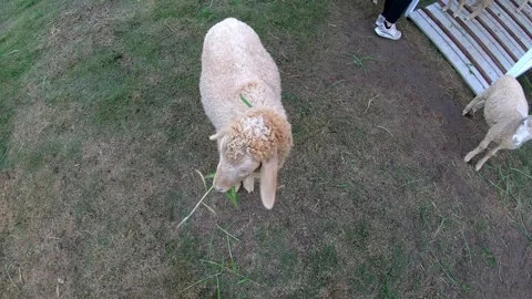 Hand Feeding Sheep in Pasture Stock Footage 314616581