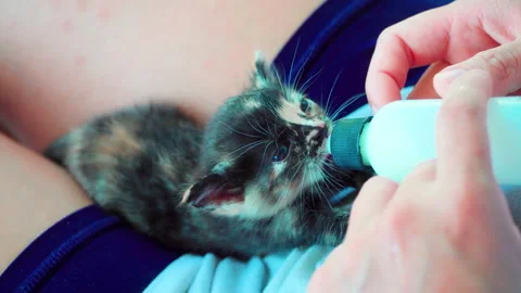 Hand feeding small orange and black kitty with baby formula Video stock 159909277