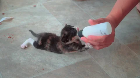 Hand feeding small orange and black kitty laying on the floor with baby formula Video stock 159910397