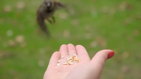 Hand feeding a small Sparrow with seeds in a peaceful and gentle moment on a Stock Footage 276499574