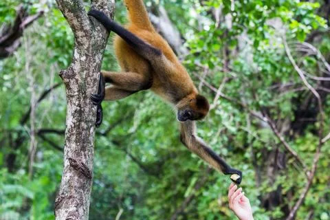 Hand feeding a spider monkey Stock Photos