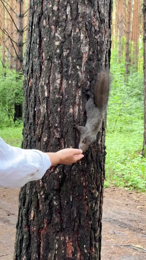 Hand-feeding a squirrel climbing on a pine tree in a summer forest Stock Footage 339388022