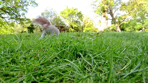 Hand feeding squirrel in a park Vidéo 50010126