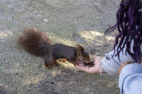Hand Feeding Squirrel Stock Photos