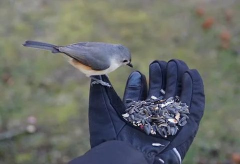 Hand-feeding a tufted titmouse with a mixed of wild seeds and sunflower seeds Stock Photos