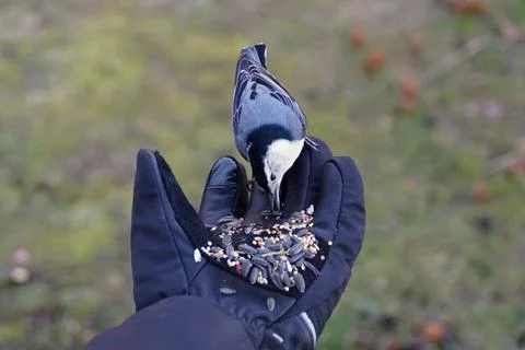 Hand-feeding a white-breasted nuthatch with the mixed of wild seeds and sunfl Stock Photos