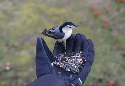 Hand-feeding a white-breasted nuthatch with the mixed of wild seeds and sunfl Stock Photos