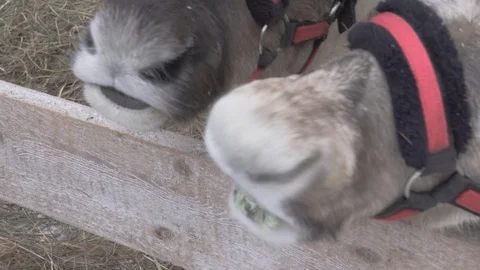 Hand feeds deer with moss from the palm Stock Footage 128382591