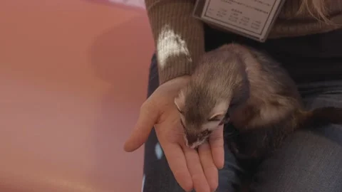 Hand feeds ferret Stock Footage 221794605