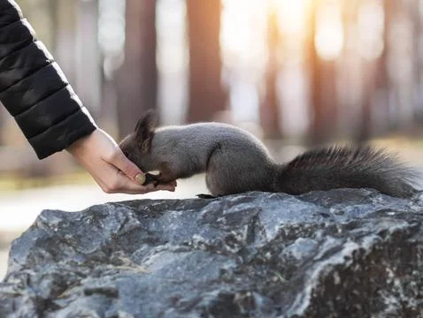The hand feeds nuts to a squirrel. Closeup Fotos Stock