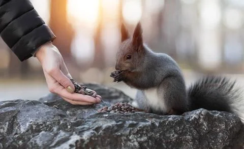 The hand feeds nuts to a squirrel. Closeup Fotos Stock